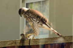 Accipiter cooperii