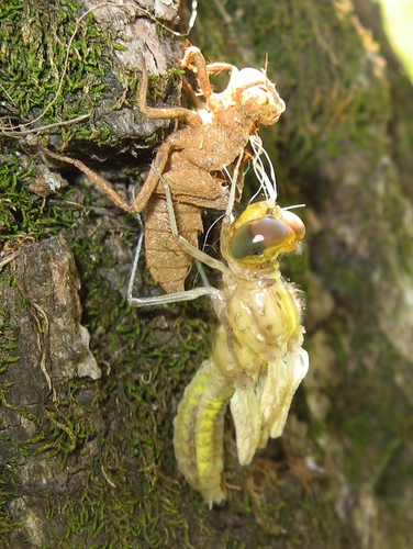 Widow Skimmer, photo 7 of 8
