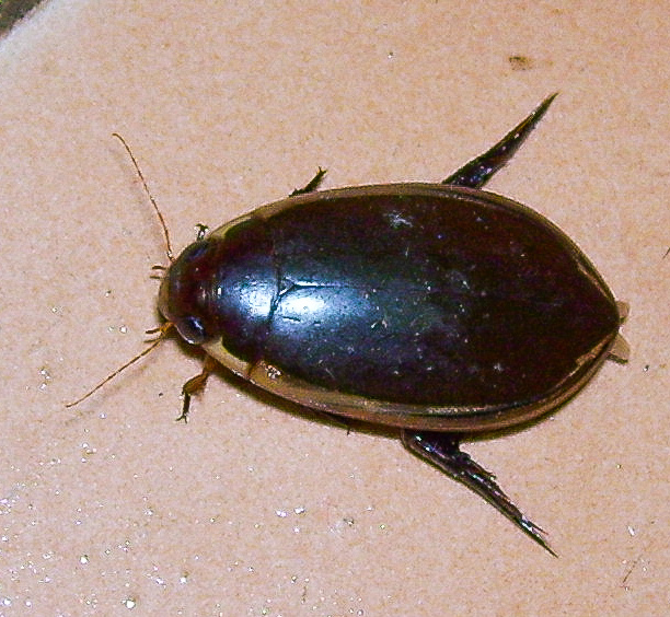 Cybister confusus