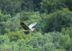 Ardea cinerea