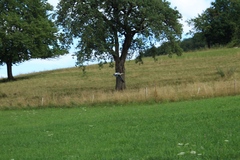 Ardea cinerea