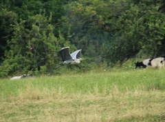 Ardea cinerea