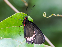 Parides erithalion trichopus