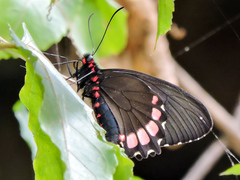 Parides erithalion trichopus