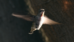 Calypte anna