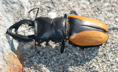 Odontolabis cuvera cuvera