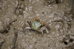 Parasesarma erythodactylum