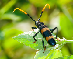 Zonopterus flavitarsis