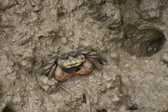 Parasesarma erythodactylum