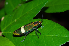 Demochroa gratiosa indica