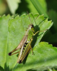 Pseudochorthippus montanus