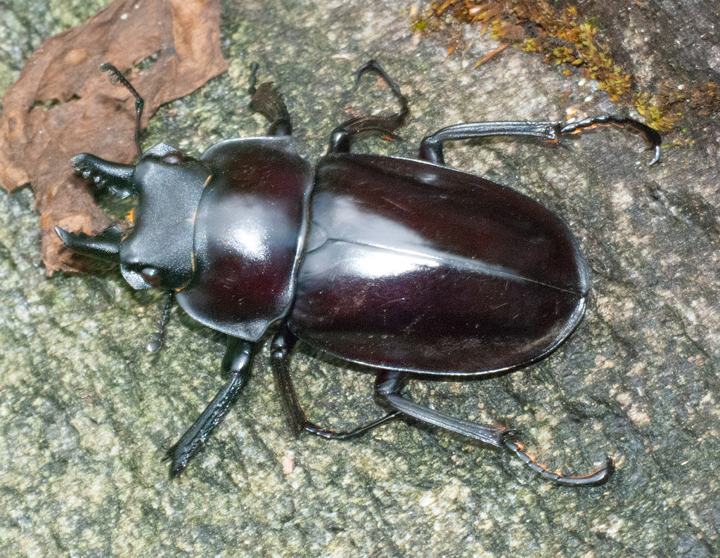 Neolucanus saundersi