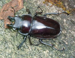 Neolucanus