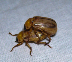 Anomala pallida