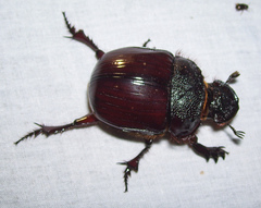 Heliocopris bucephalus