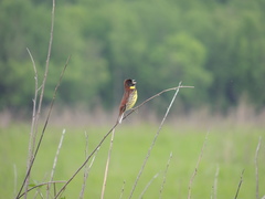 Emberiza aureola