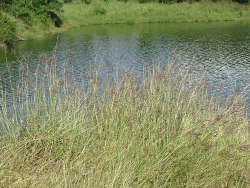 Bothriochloa bladhii
