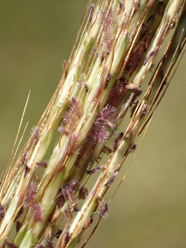 Bothriochloa bladhii