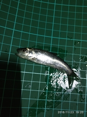 Opsariichthys pachycephalus