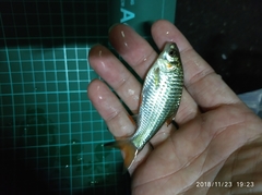 Systomus orphoides