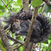 Collie's Squirrel - Photo (c) Cheryl Harleston López Espino, some rights reserved (CC BY-NC-ND), uploaded by Cheryl Harleston López Espino