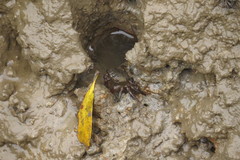 Cyclograpsus audouinii