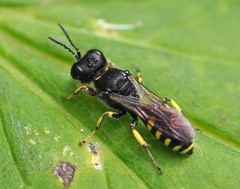 Ectemnius lapidarius