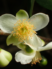 Camellia formosensis
