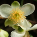 Camellia formosensis - Photo no rights reserved, uploaded by 葉子