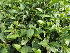 Camellia formosensis