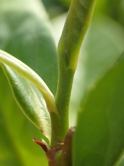 Camellia formosensis