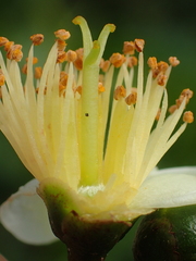 Camellia formosensis