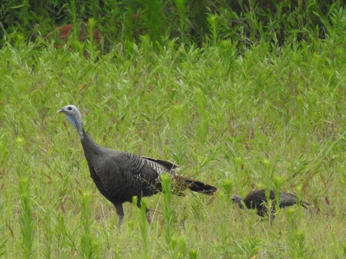Wild Turkey photographed in Virginia