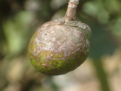 Camellia formosensis