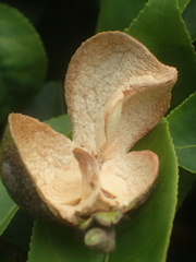 Camellia formosensis