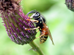 Vespula rufa