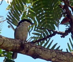 Dryoscopus cubla