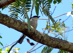 Dryoscopus cubla