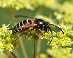 Dolichovespula norwegica