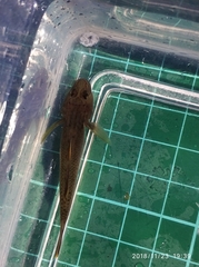 Rhinogobius candidianus