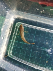 Rhinogobius candidianus