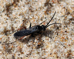 Episyron rufipes