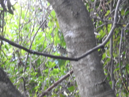 Dendronanthus indicus