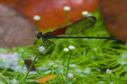 Hetaerina amazonica