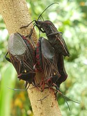 Pachylis pharaonis