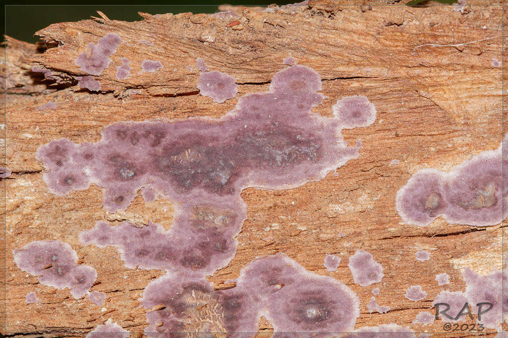 Chondrostereum purpureum · May 2023 · photo: © r-a-p (iNaturalist, cc-by)