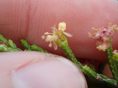 Passerina paleacea