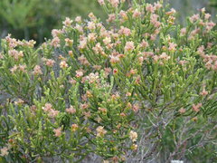 Passerina paleacea
