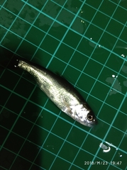 Opsariichthys pachycephalus