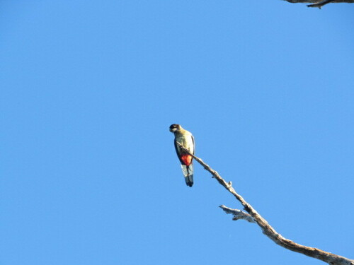 Northern Rosella (Platycercus venustus), photo 5